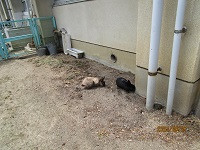 IMG_7138